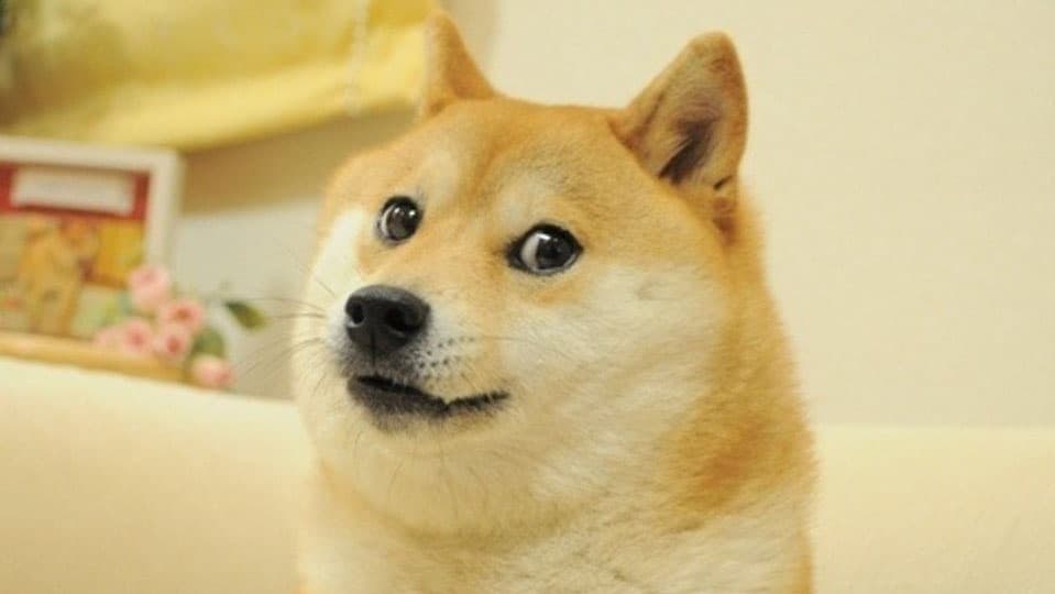 Doge, the Shiba Inu meme represented by Kabosu