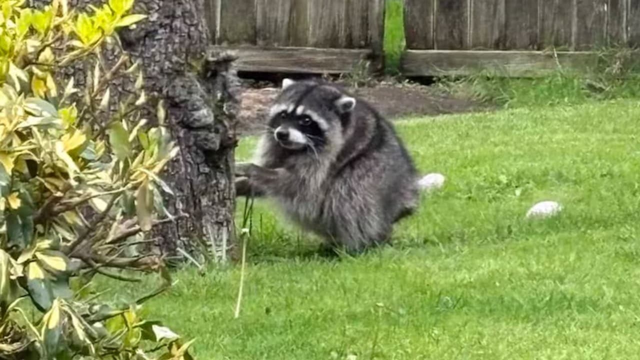 Jimothy, the Seattle raccoon with short spine syndrome