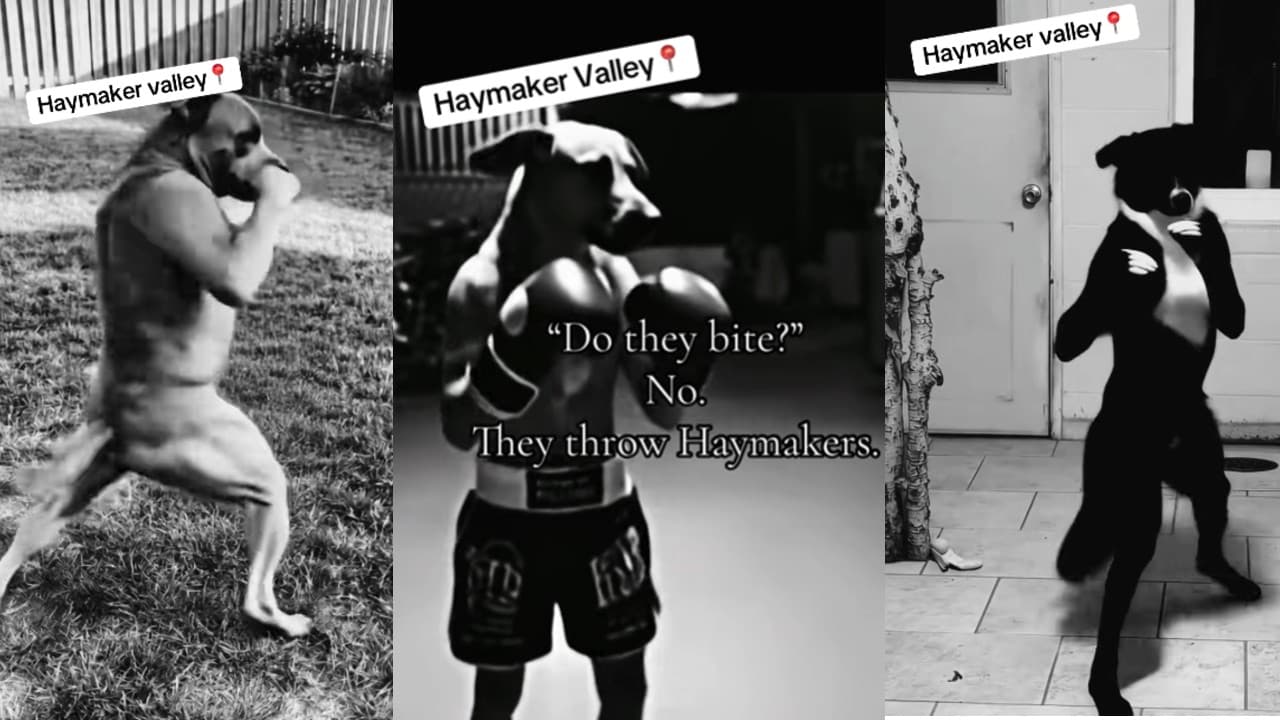 An upright dog throwing a punch in the Haymaker Valley meme