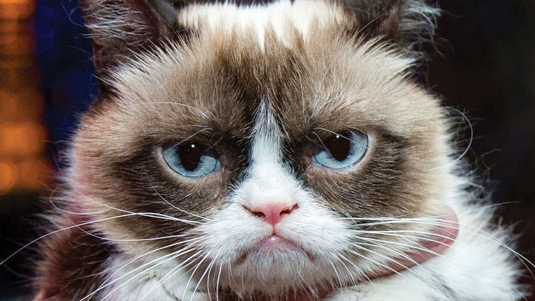 Grumpy Cat, the cat known as Tardar Sauce