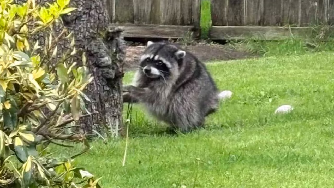 Jimothy, the Seattle raccoon with short spine syndrome