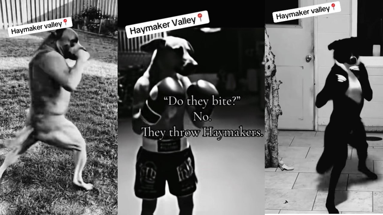 An upright dog throwing a punch in the Haymaker Valley meme